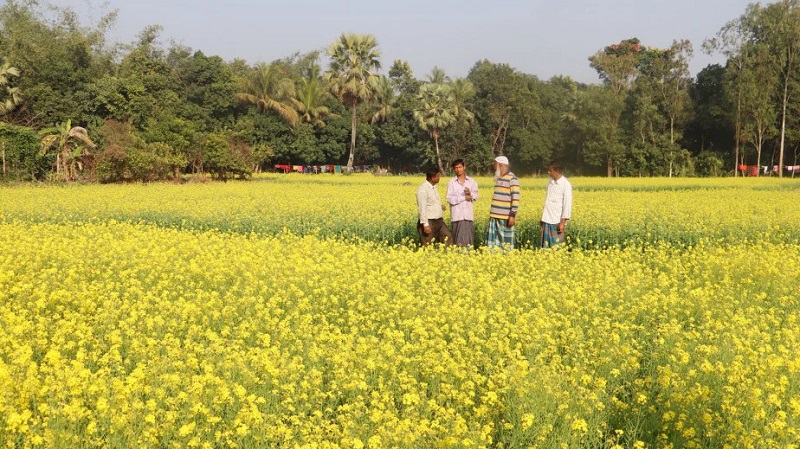 কৃষকরা আশা করছেন এবার ফেনীর ছয়টি উপজেলায় সরিষার বাম্পার ফলন হবে। দেখে যেন মনে হয় হলুদ চাদরে মোড়ানো পৃথিবী।